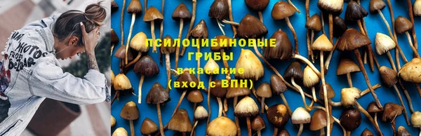 сатива Беломорск